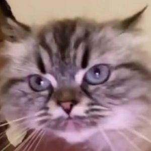 Meet your Posher, Kendal